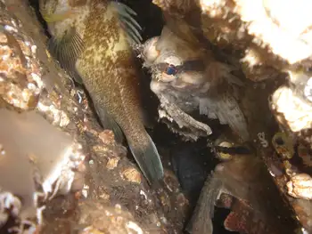 Sailfin Sculpins