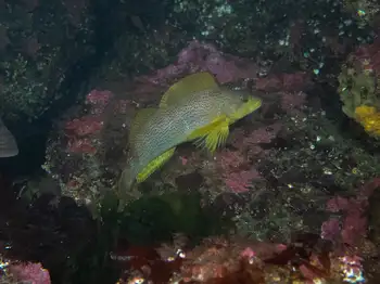 Female Kelp Greenling
