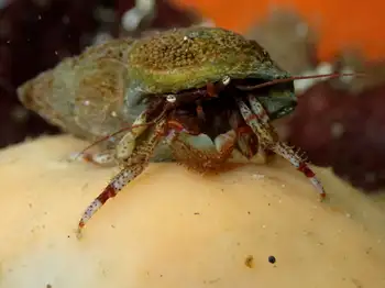 Bering Hermit Crab