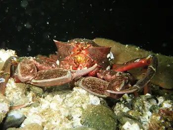 Northern Kelp Crab
