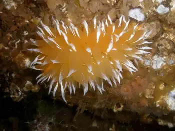Golden Dirona Nudibranch