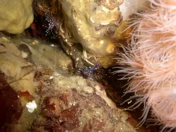 Sparkling Shrimp