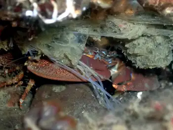 Porcelain Crab