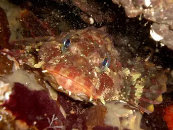 Cabezon Sculpin