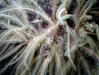 Northwest Feather Stars