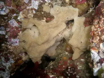 Hard Gnarled Clump Sponge