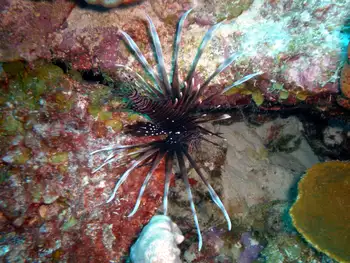 Lionfish