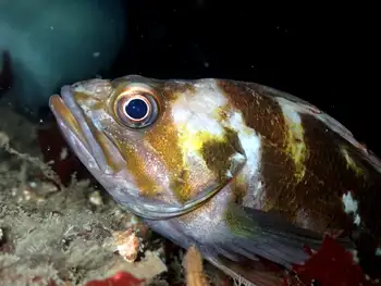 Copper Rockfish