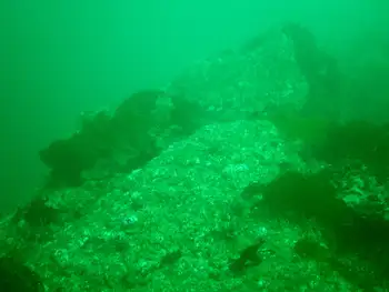 Reef