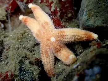 Mottled Star