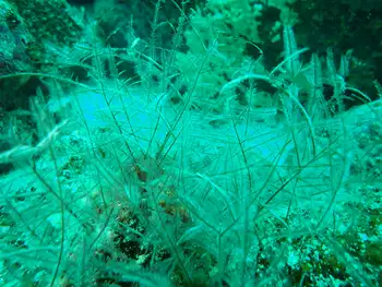 macrorhynchia philippina hydroid