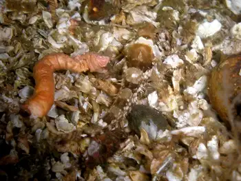 Sculpin