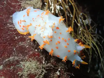 Bold Clown Nudibranch