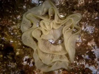 Eggs Nudibranch