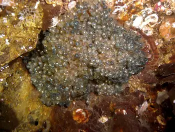 Eggs Kelp Greenlin
