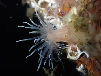 tiny orange anemone
