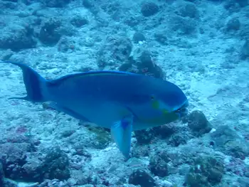steephead parrotfish