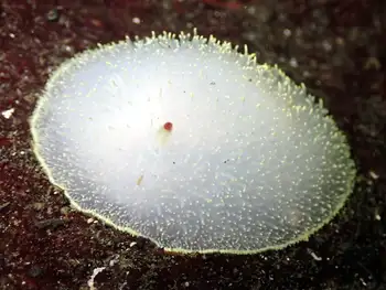Nanaimo Nudibranch