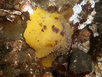 Monterey Sea Lemon