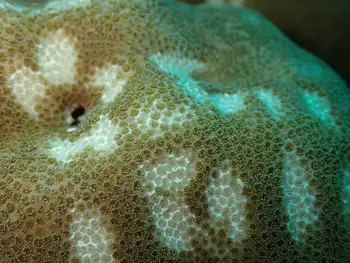 Pavona Coral