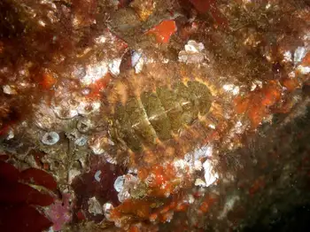 mossy chiton