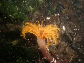 Split Branch Feather Duster Worm