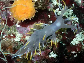 Multicolor Dendronotid