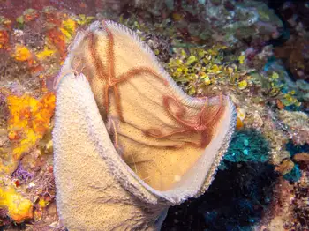 Vase Sponge