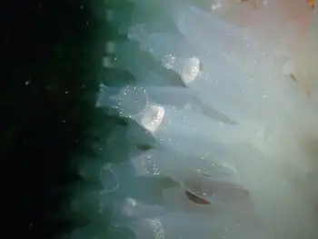 Sea Vase Tunicates