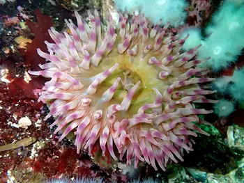 Painted Anemone