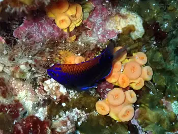 galapagos ringtail damselfish