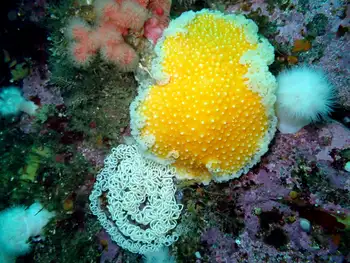 Eggs Orange Peel Nudibranch