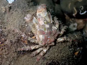 Moss Crab