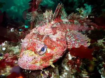 Red Irish Lord Sculpin