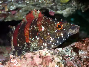 Painted Greenling