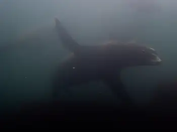 California Sea Lions