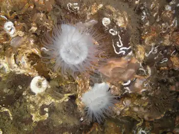 Anemones