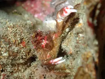 Graceful Decorator Crab