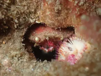 Pygmy Rock Crab