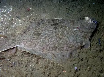 Rock Sole