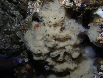 Hard Gnarled Clump Sponge