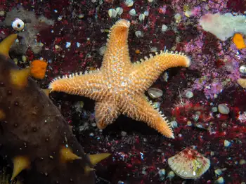 crested star