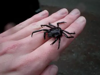 Northern Kelp Crab