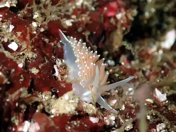 Red Gilled Nudibranch