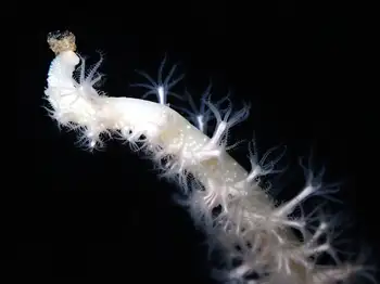 Northwest Sea Whip