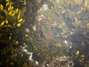 Rockweed