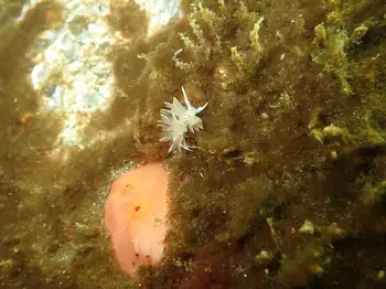 Opalescent Nudibranch