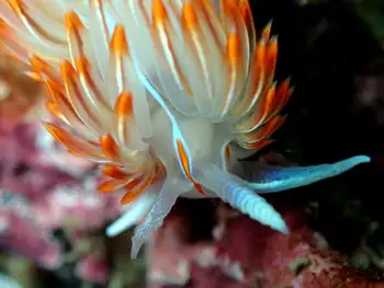 Horned Nudibranch