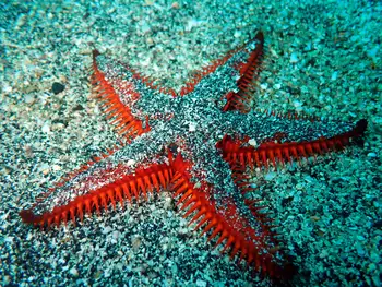 Spiny Sand Star