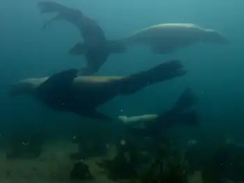California Sea Lions